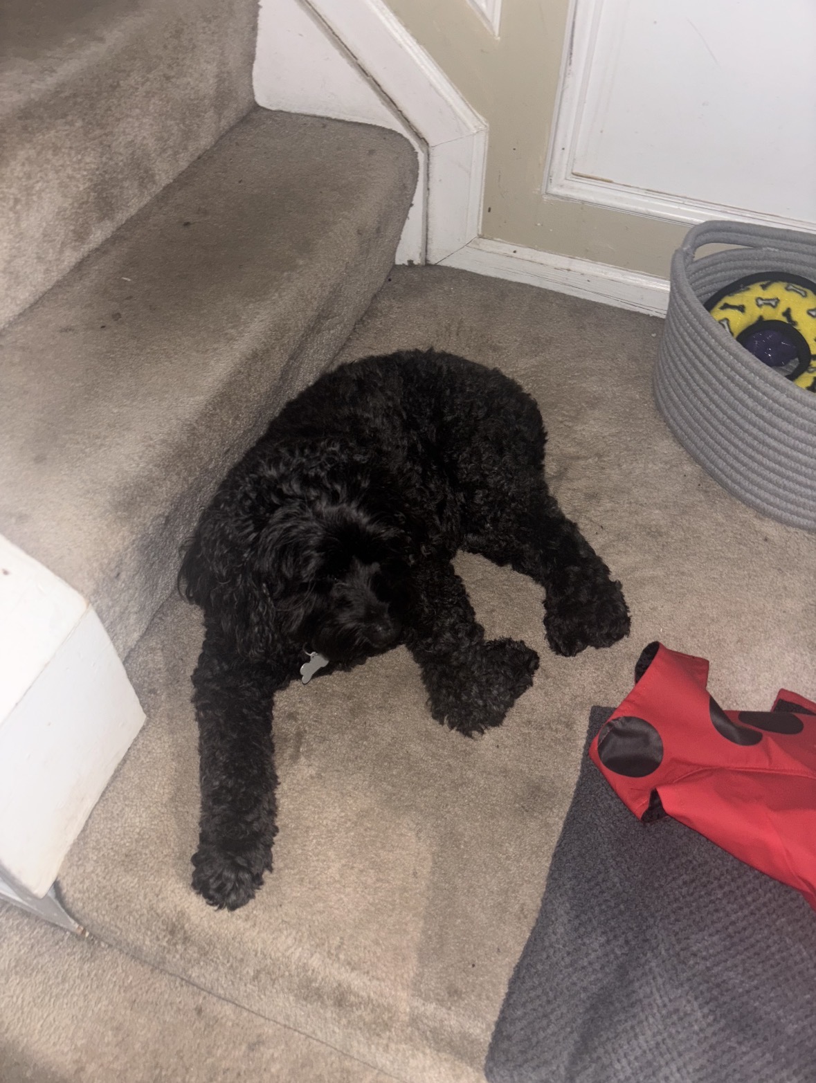 Black doodle napping by the stairs