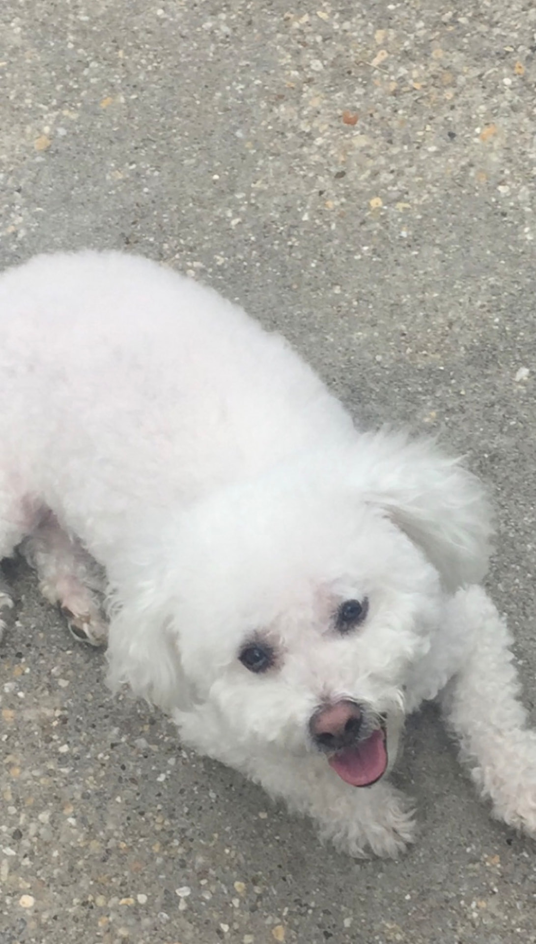 White bichon frise smiling on a driveway during a walk