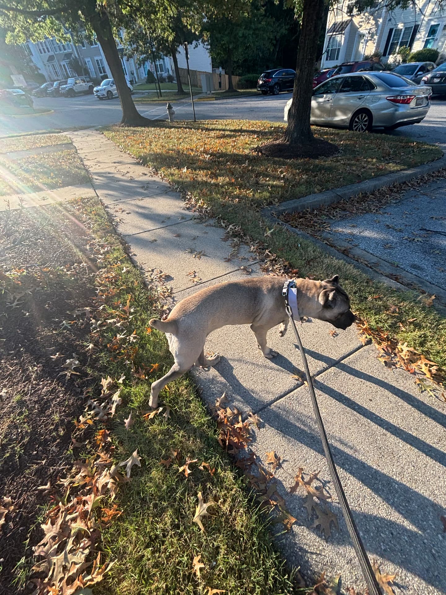 Cane corso on a neighborhood sidewalk walk in the fall