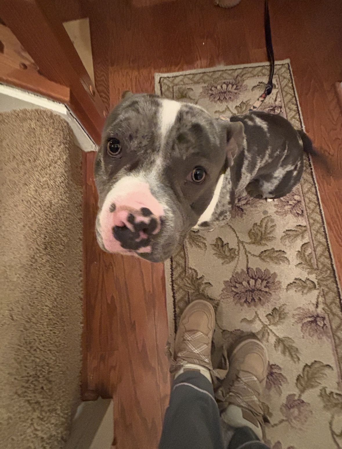 Blue merle pit bull looking up at Mya indoors