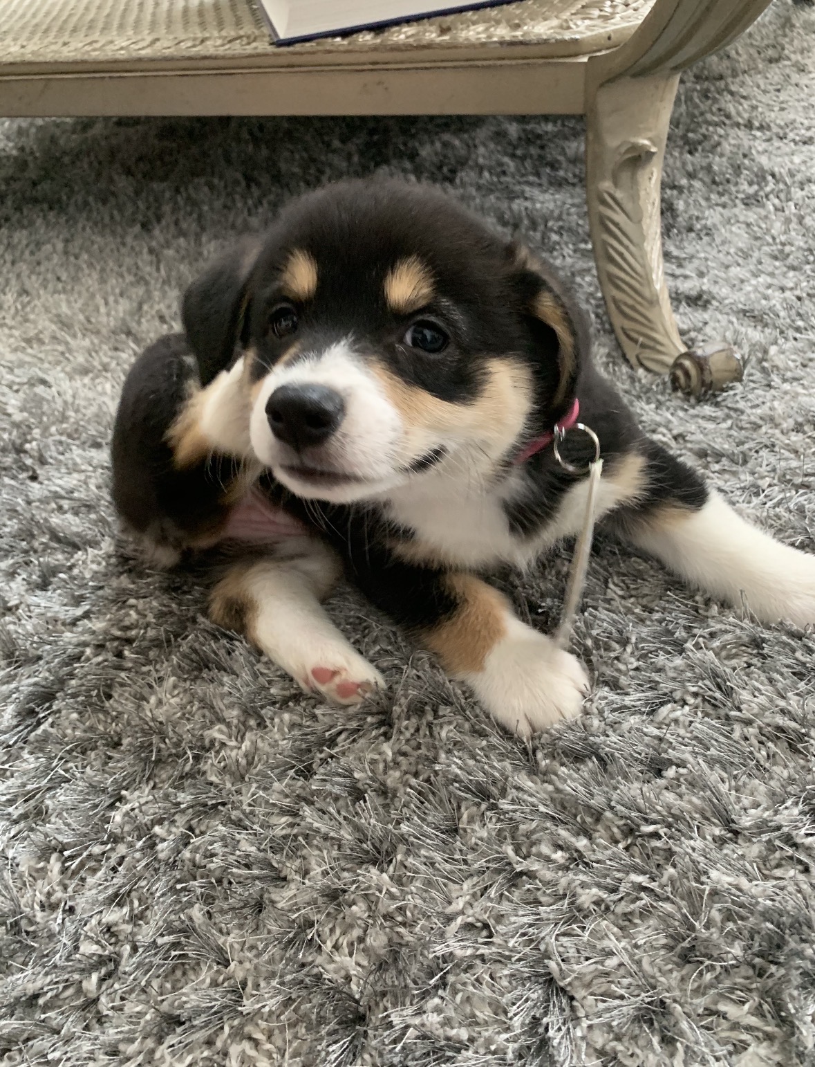Tricolor puppy lying on a rug, cared for by Mya