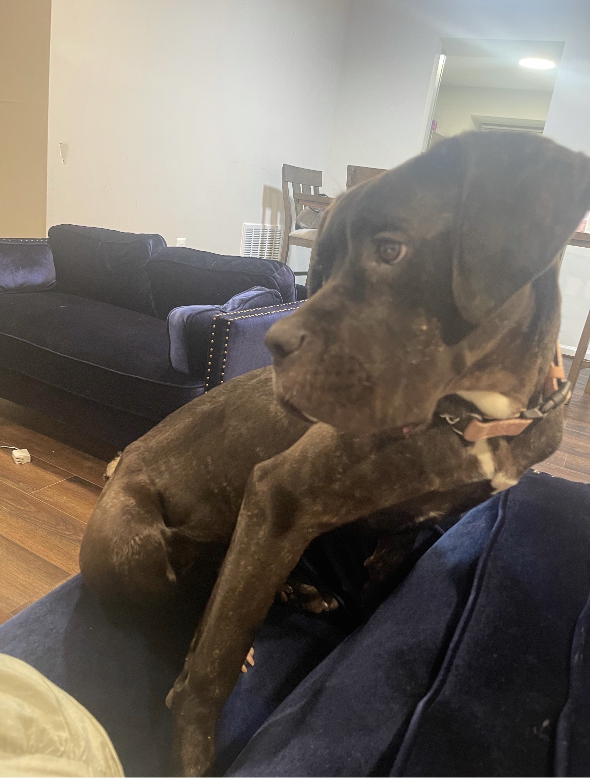 Large brindle mastiff relaxing on the couch