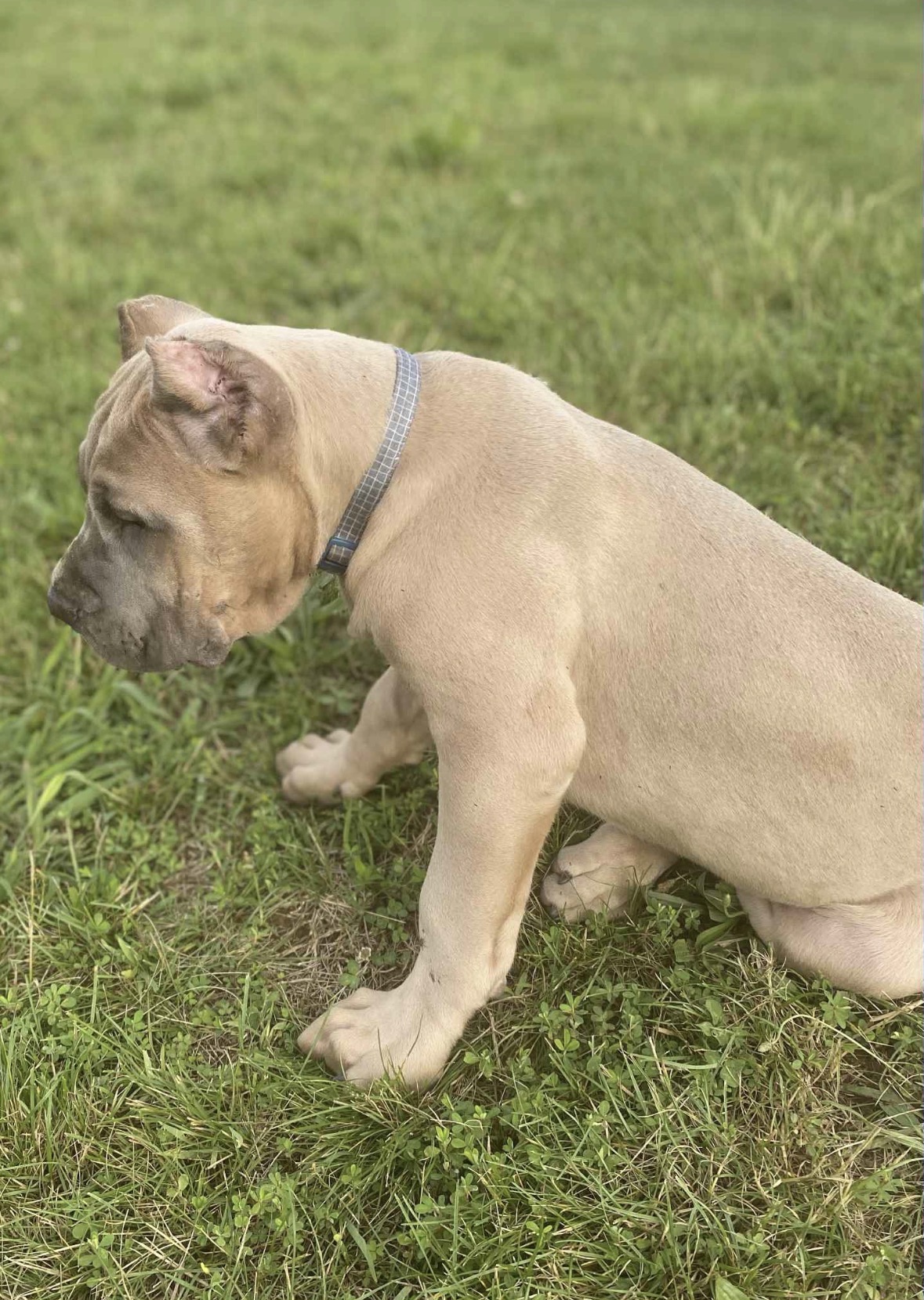Fawn cane corso puppy sitting in the grass during a visit with Mya
