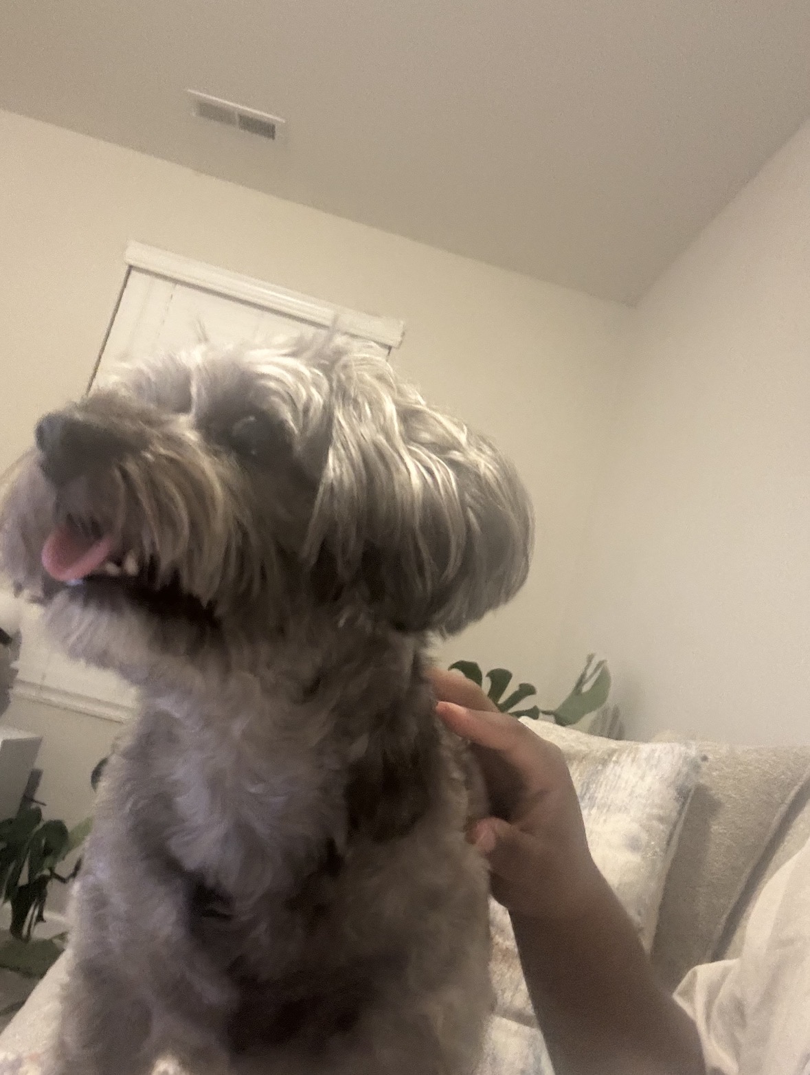 Gray schnauzer mix being petted on the couch
